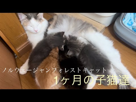 生後1ヶ月の子猫達【ノルウェージャンフォレストキャット】