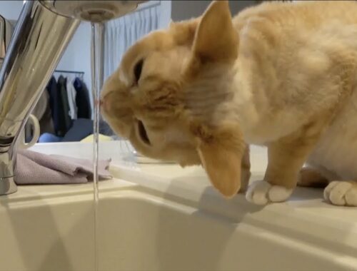 流しの水が好きなデボンレックス猫です(Devon Rex cat drinking water at the kitchen sink)