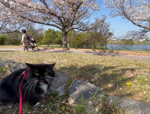 桜吹雪の公園で一緒にピクニックする猫　ラガマフィン　Cats at a spring picnic