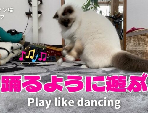 バーマン猫ラフ【踊るように遊ぶ】Play like dancing（バーマン猫）Birman/Cat