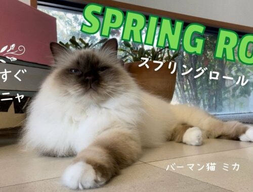 もうすぐ春やニャ【SPRING ROLL】スプリングロール（バーマン猫）Birman/Cat