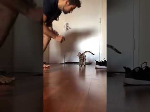 Bengal Kitten Training to Be an Adventure Cat