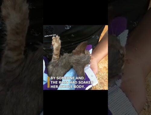 The Poor Kitten Was Abandoned In A State Of Panic When Its Whole Body Was Drenched