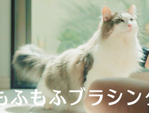 【ノルウェージャンフォレストキャット】ぽかぽか春のモフモフブラッシング【猫の日常】The fluffy cat live in japan.【週末ポカポカ日記】