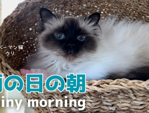 バーマン猫ウリとミカとラフ【雨の日の朝】Rainy morning（バーマン猫）Birman/Cat