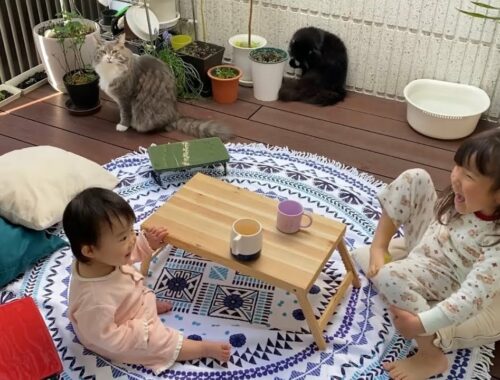 朝食を一緒に待つ猫　ノルウェージャンフォレストキャット　ラガマフィンA cat waiting for breakfast together.