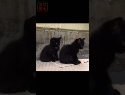 黒猫の子猫 兄弟。#shorts Cute kittens. 保護猫 かわいい あくび