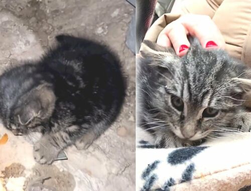 Construction Workers Found a Frozen Stray Kitten On Site, Asking For Help