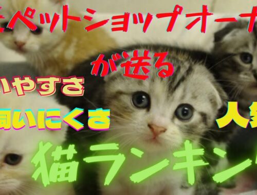 【猫特集】ねこ好き必見❗️元ペットショップオーナーがご紹介❗️一番高額な猫は❓Ranking of domestic cats in Japan