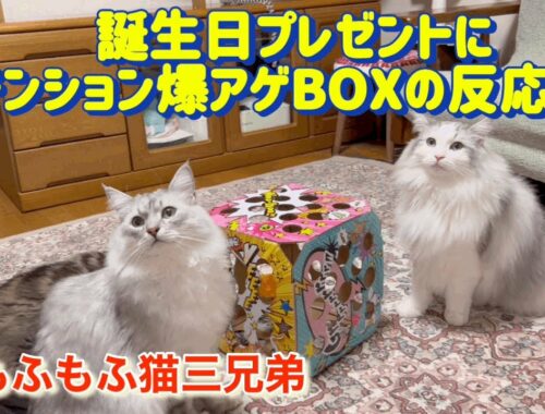 テンション爆アゲBOXプレゼントしたラガマフィン猫三兄弟の反応はこんなでした。