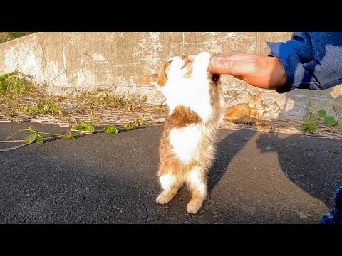 道路脇の空き地で出会った子猫、手に頭をこすりつけてきてカワイイ