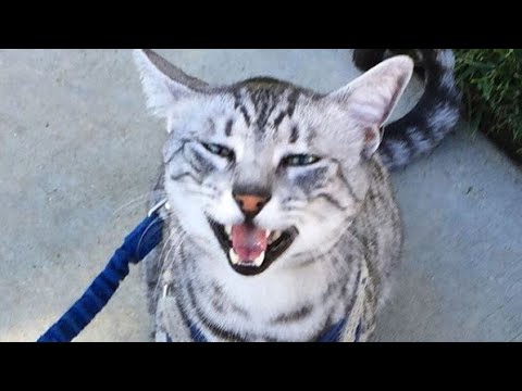 Talkative Egyptian Mau Cat Meow : Mau Egipcio