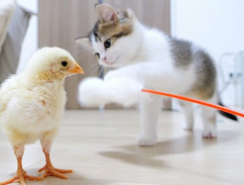 Kittens are more into fluffy toys than tiny chick!