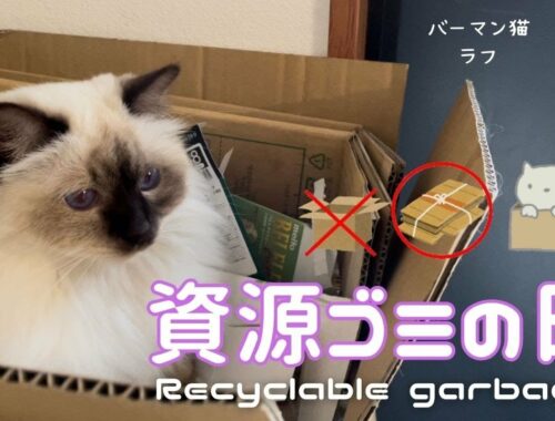 バーマン猫ラフとミカ【資源ゴミの日】Recyclable garbage day（バーマン猫）Birman/Cat