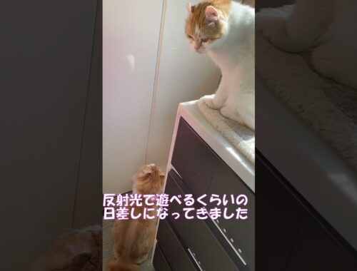 反射光に反応する猫(笑) #shorts  #猫 #アメリカンカール #cat
