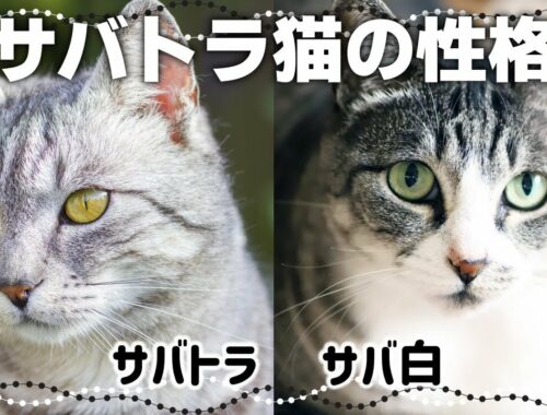 【サバトラ猫の特徴】キジトラとの違いや関係性も｜猫の毛色と性格