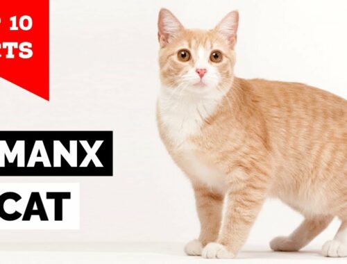Manx Cat - Top 10 Facts