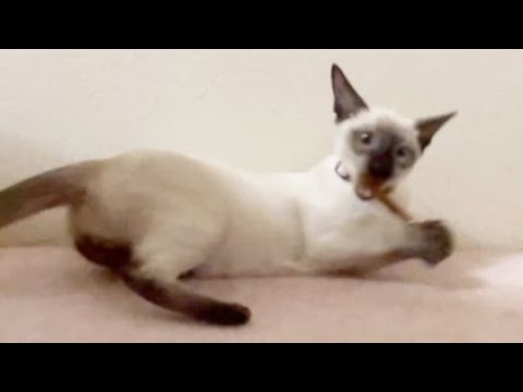 歯みがきおやつに興奮するシャム猫【Siamese LIZ is crazy about cat teething snack】
