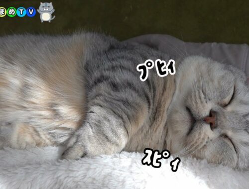 眠くて仕方がないデブ猫マンチカン【ぶりまめTV#102】