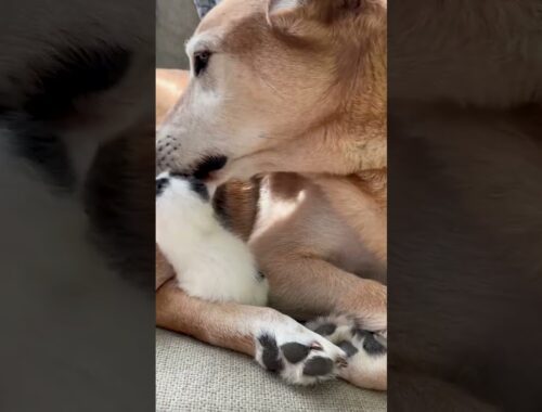This Pup Is In Love With His Blind Foster Kittens | The Dodo