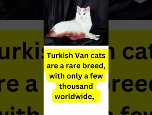 Turkish Van Cat : One of the best breeds on the planet #youtubeshorts #catshorts #catvideos
