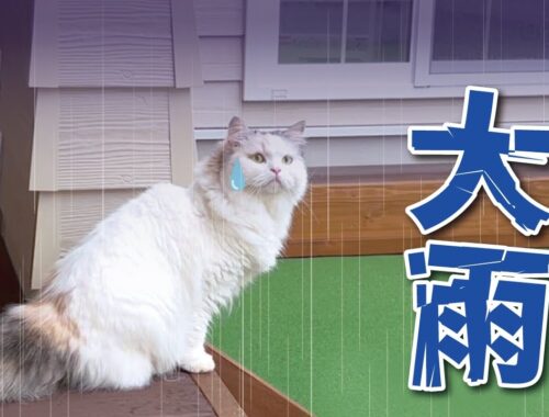 【悲報】初めてのお庭デビューがまさかの大雨でした…【関西弁でしゃべる猫】