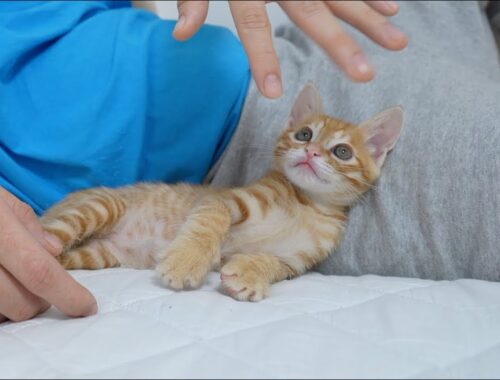 Baby Kitten's Eyes Got Bigger to Hunt Its Owner's Fingers!