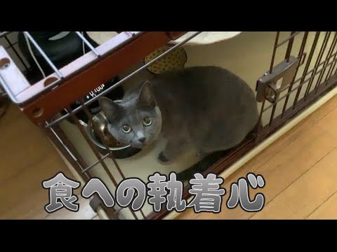 【猫】灰色猫の食への執着心がすごい