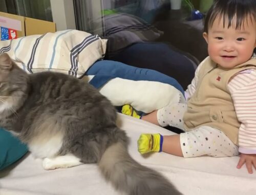 赤ちゃんから軽いタッチを繰り返される猫　ノルウェージャンフォレストキャット　ラガマフィンA cat that is repeatedly lightly touched by a baby.