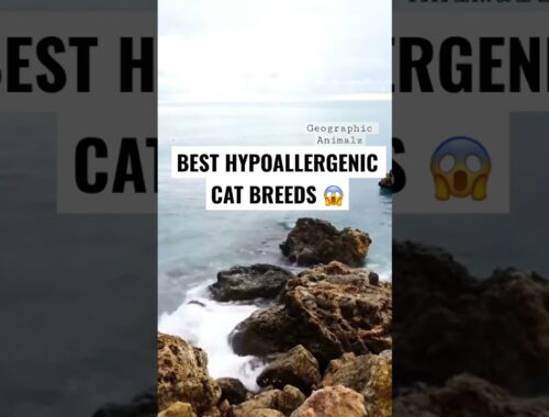 BEST Hypoallergenic Cat Breeds😱 #shorts #animalshorts
