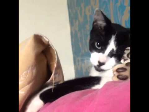 Wake up. boredcat attentionseeking havana cat catsofinstagram
