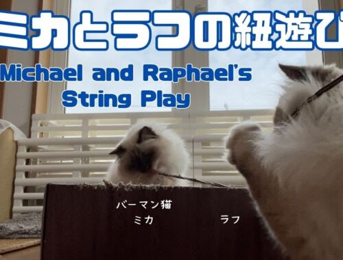 バーマン猫ミカとラフ【ミカとラフの紐遊び】Michael and Raphael's String Play（バーマン猫）Birman/Cat