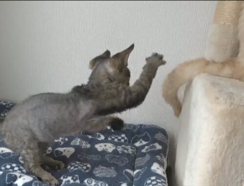 兄の尻尾で遊ぶデボンレックス子猫です(Devon Rex kitten plays with his brother’s tail)