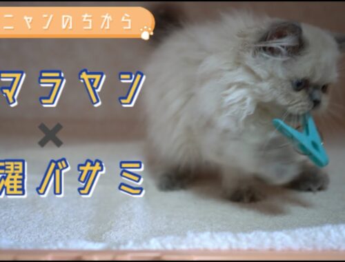 【子猫紹介】ヒマラヤン2021/04/09生まれの男の子