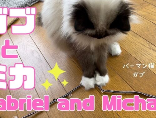 バーマン猫ガブとミカ【ガブとミカ】Gabriel and Michael（バーマン猫）Birman/Cat
