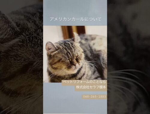 【アメリカンカールについて】ペットリフォーム　マンション　キャットステップ　キャットウォーク　ネコ　猫　猫と住む家