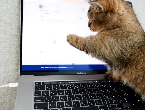 Kiki the kitten trying to catch the mouse pointer is cute!