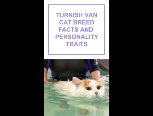 Turkish Van Cat Breed Facts and Personality Traits #Shorts