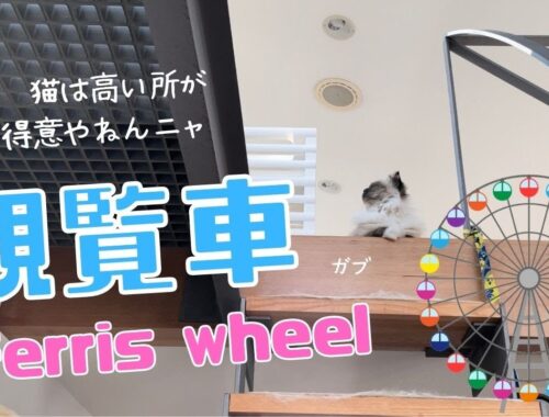 高い所が大好きなバーマン猫ガブ【観覧車】Ferris wheel（バーマン猫）Birman/Cat
