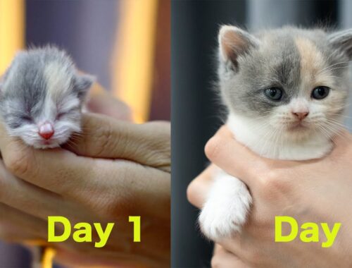 30日間で赤ちゃん猫がどう変わるのか？出産から30日目までの子猫の成長記録