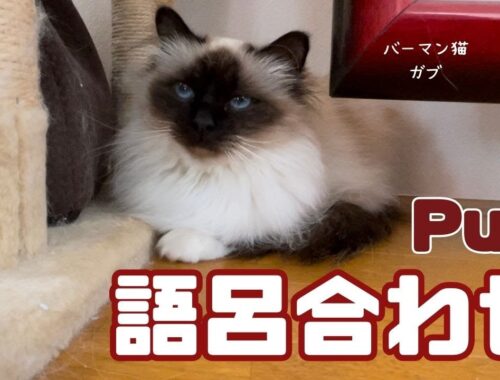 バーマン猫ガブ【語呂合わせ】Pun（バーマン猫）Birman/Cat