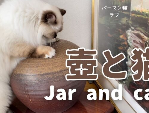 バーマン猫ラフ【壺と猫】Jar and cat（バーマン猫）Birman/Cat