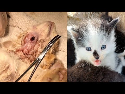 Cuterebra Removal In A Small Kitten's Neck | Kitten crying