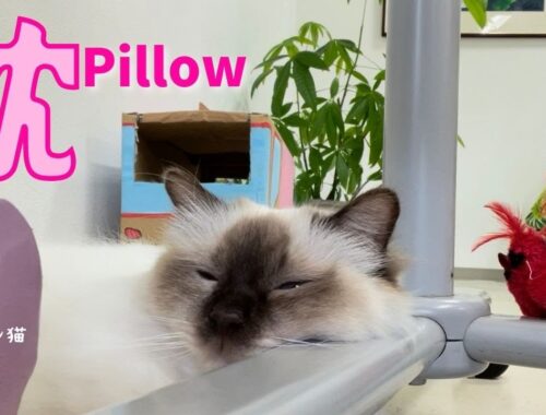 バーマン猫ラフの鉄枕【枕】Pillow（バーマン猫） Birman/Cat