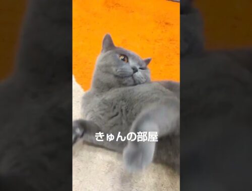 #ブリティッシュショートヘア #猫 #shorts #ねこ #cat
