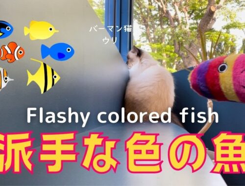 新しいけりぐるみ【派手な色の魚】Flashy colored fish（バーマン猫） Birman/Cat