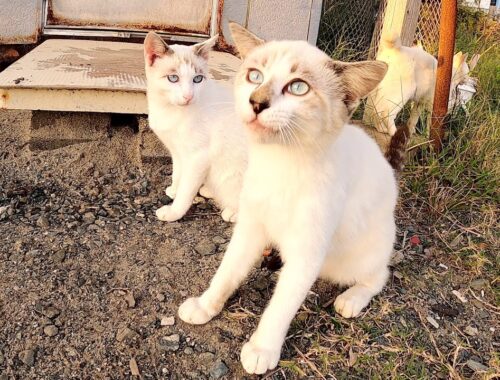 ブルーの瞳でジッと見つめてくるシャム猫兄弟が可愛すぎる