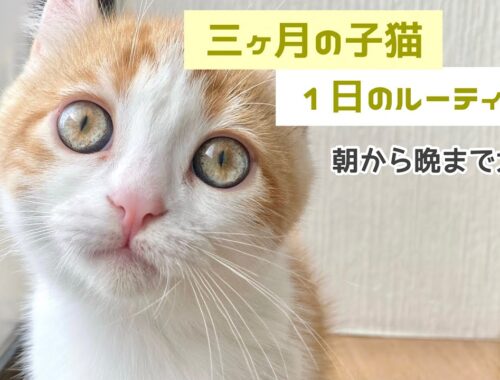 【キンカロー】三ヶ月の子猫、１日のルーティーンを大公開。