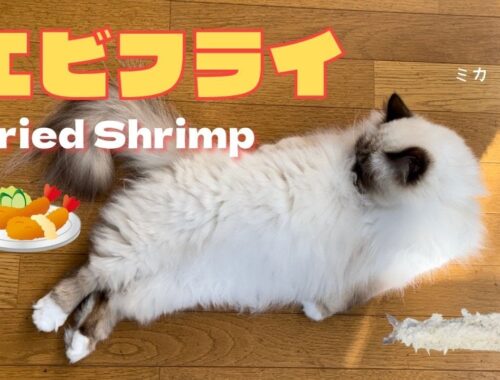 寝っ転がったバーマン猫【エビフライ】Fried Shrimp（バーマン猫）Birman/Cat