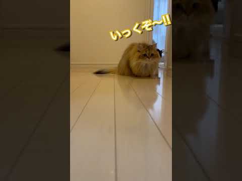 【よ〜いどん!!】かわいいペルシャ猫&ハチワレ猫【競争】